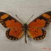 031 Lepidoptera (FD) Nymphalidae Heliconiinae IMG_3950WTMK.JPG