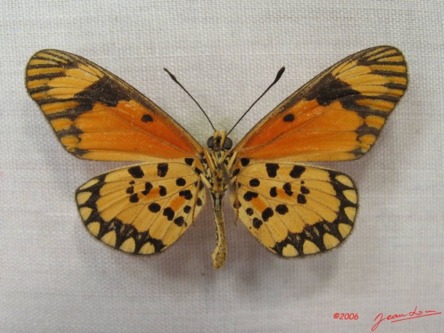 032 Lepidoptera (FV) Nymphalidae Heliconiinae IMG_3951WTMK.JPG