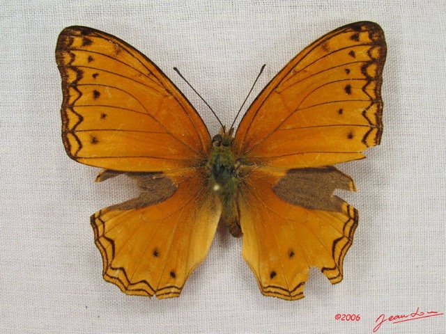 033 Lepidoptera (FD) Nymphalidae Heliconiinae Lachnoptera anticlia m IMG_3952WTMK.JPG