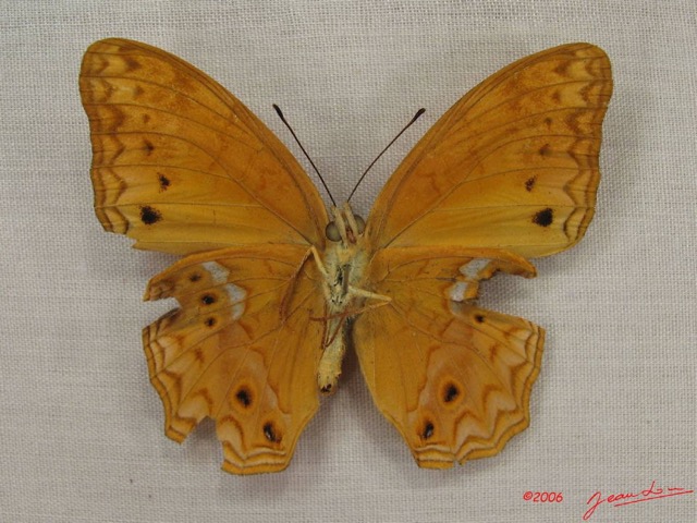 034 Lepidoptera (FV) Nymphalidae Heliconiinae Lachnoptera anticlia m IMG_3953WTMK.JPG