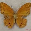 034 Lepidoptera (FV) Nymphalidae Heliconiinae Lachnoptera anticlia m IMG_3953WTMK.JPG