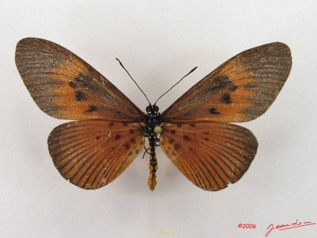 035 Lepidoptera (FD) Nymphalidae Heliconiinae Acraea alciope f IMG_4371WTMK.JPG