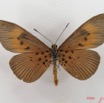 036 Lepidoptera (FV) Nymphalidae Heliconiinae Acraea alciope f IMG_4372WTMK.JPG
