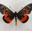 037 Lepidoptera (FD) Nymphalidae Heliconiinae Acraea perenna IMG_4461WTMK.JPG
