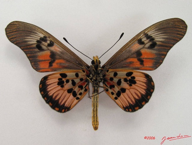 038 Lepidoptera (FV) Nymphalidae Heliconiinae Acraea perenna IMG_4462WTMK.JPG