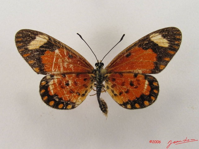 039 Lepidoptera 25 (FD) Nymphalidae Heliconiinae Acraea eponina IMG_4478WTMK.JPG