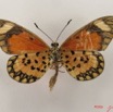 040 Lepidoptera 25 (FV) Nymphalidae Heliconiinae Acraea eponina IMG_4479WTMK.JPG