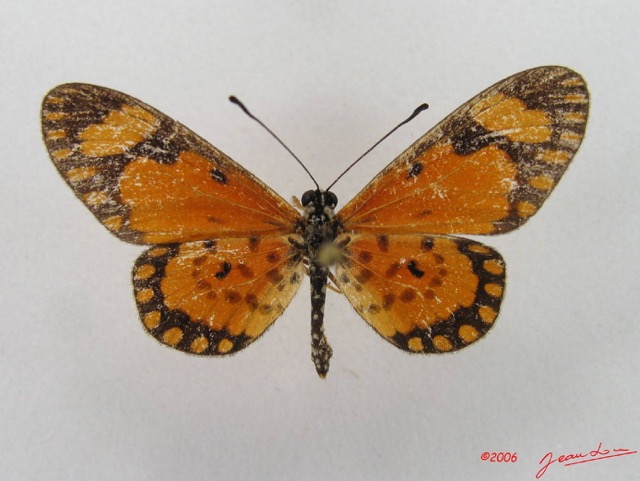 041 Lepidoptera (FD) Nymphalidae Heliconiinae Acraea eponina m IMG_4634WTMK.JPG