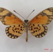 042 Lepidoptera (FV) Nymphalidae Heliconiinae Acraea eponina m IMG_4635WTMK.JPG