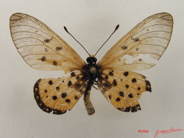 043 Lepidoptera (FD) Nymphalidae Heliconiinae Acraea terpsicore IMG_4932WTMK.JPG