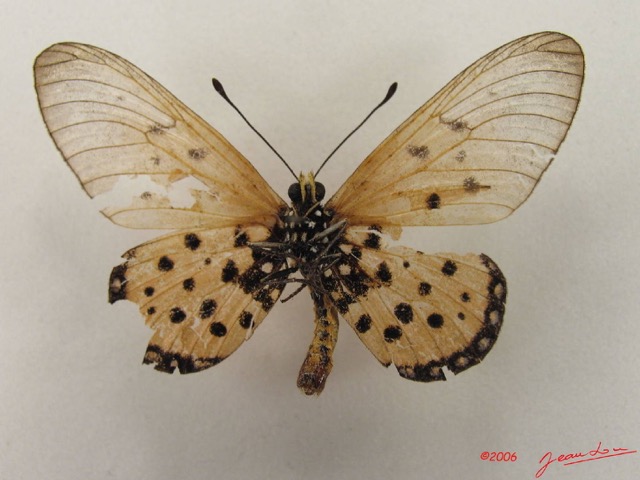 044 Lepidoptera (FV) Nymphalidae Heliconiinae Acraea terpsicore IMG_4934WTMK.JPG