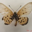 044 Lepidoptera (FV) Nymphalidae Heliconiinae Acraea terpsicore IMG_4934WTMK.JPG