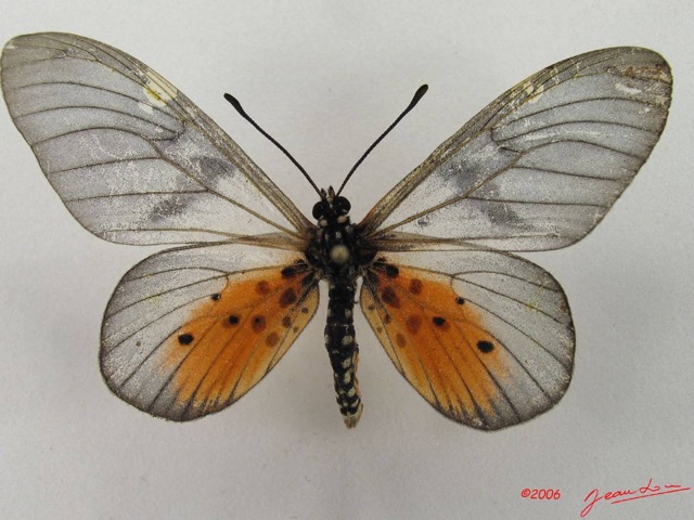 045 Lepidoptera (FD) Nymphalidae Heliconiinae Acraea vesperalis IMG_4937WTMK.JPG