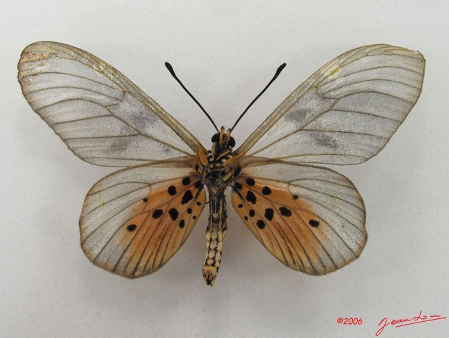 046 Lepidoptera (FV) Nymphalidae Heliconiinae Acraea vesperalis IMG_4940WTMK.JPG