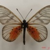 047 Lepidoptera (FD) Nymphalidae Heliconiinae Acraea vesperalis IMG_4980WTMK.JPG