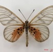 048 Lepidoptera (FV) Nymphalidae Heliconiinae Acraea vesperalis IMG_4981WTMK.JPG