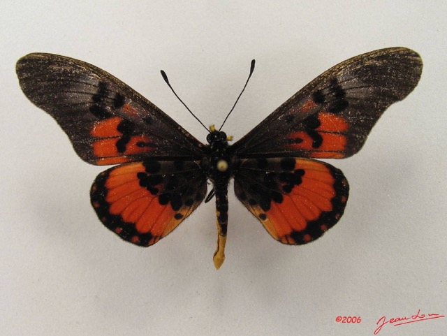 049 Lepidoptera (FD) Nymphalidae Heliconiinae Acraea perenna IMG_4998WTMK.JPG