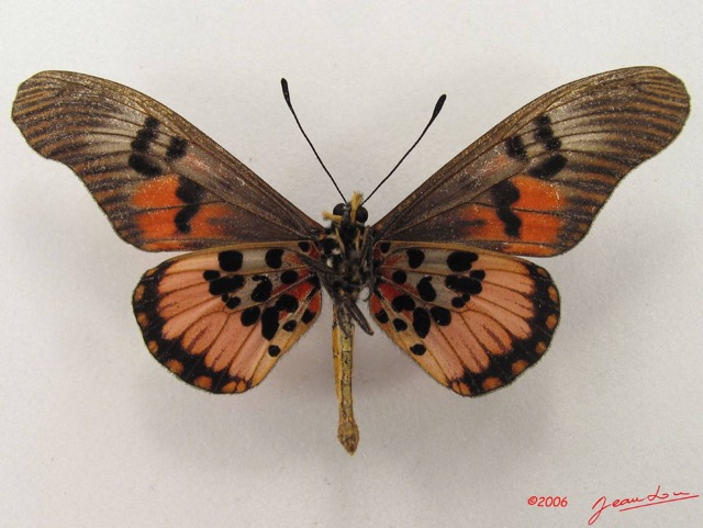 050 Lepidoptera (FV) Nymphalidae Heliconiinae Acraea perenna IMG_4999WTMK.JPG