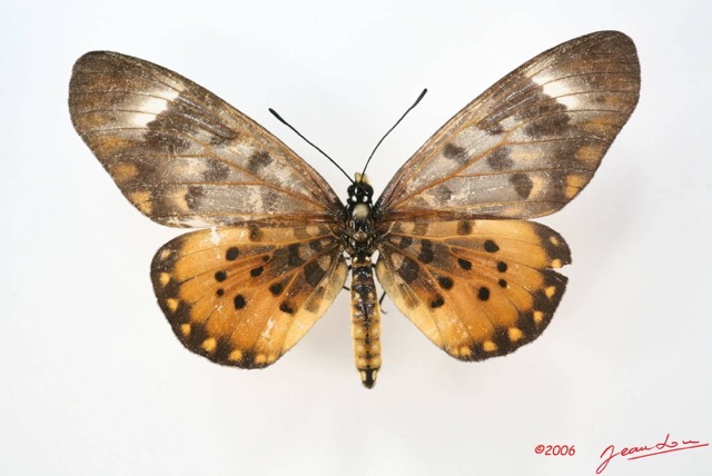 051 Lepidoptera (FD) Nymphalidae Heliconiinae Acraea zetes f IMG_1670WTMK.JPG