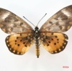 051 Lepidoptera (FD) Nymphalidae Heliconiinae Acraea zetes f IMG_1670WTMK.JPG