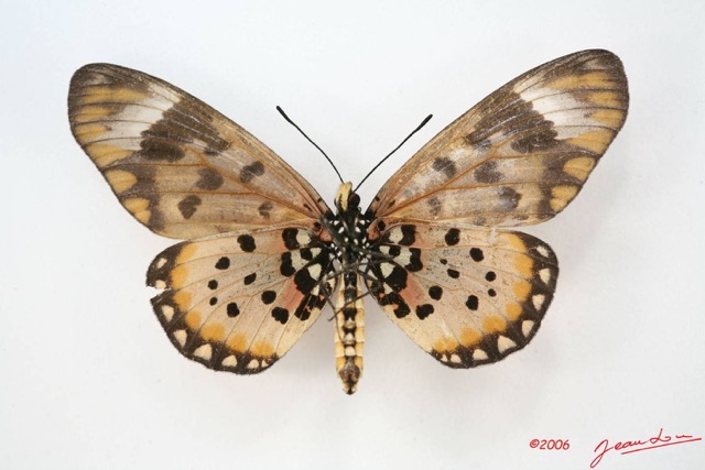 052 Lepidoptera (FV) Nymphalidae Heliconiinae Acraea zetes f IMG_1672WTMK.JPG