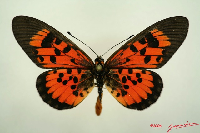 053 Lepidoptera (FD) Nymphalidae Heliconiinae Acraea cepheus m IMG_3102WTMK.jpg
