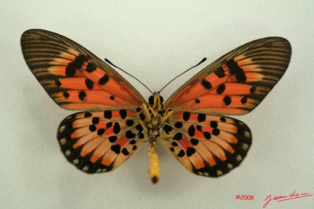 054 Lepidoptera (FV) Nymphalidae Heliconiinae Acraea cepheus m IMG_3107WTMK.JPG