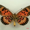 054 Lepidoptera (FV) Nymphalidae Heliconiinae Acraea cepheus m IMG_3107WTMK.JPG