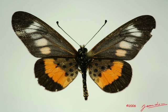 055 Lepidoptera (FD) Nymphalidae Heliconiinae Acraea penelope m IMG_3258WTMK.JPG