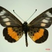 055 Lepidoptera (FD) Nymphalidae Heliconiinae Acraea penelope m IMG_3258WTMK.JPG