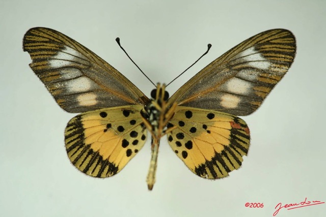 056 Lepidoptera (FV) Nymphalidae Heliconiinae Acraea penelope m IMG_3260WTMK.JPG