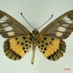 056 Lepidoptera (FV) Nymphalidae Heliconiinae Acraea penelope m IMG_3260WTMK.JPG
