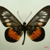 057 Lepidoptera (FD) Nymphalidae Heliconiinae Acraea penelos IMG_3096WTMK.JPG