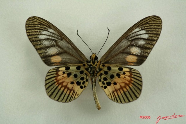058 Lepidoptera (FV) Nymphalidae Heliconiinae Acraea penelos IMG_3100WTMK.JPG