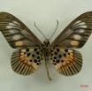058 Lepidoptera (FV) Nymphalidae Heliconiinae Acraea penelos IMG_3100WTMK.JPG