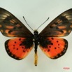 059 Lepidoptera (FD) Nymphalidae Heliconiinae Acraea zetes m IMG_3246WTMK.JPG