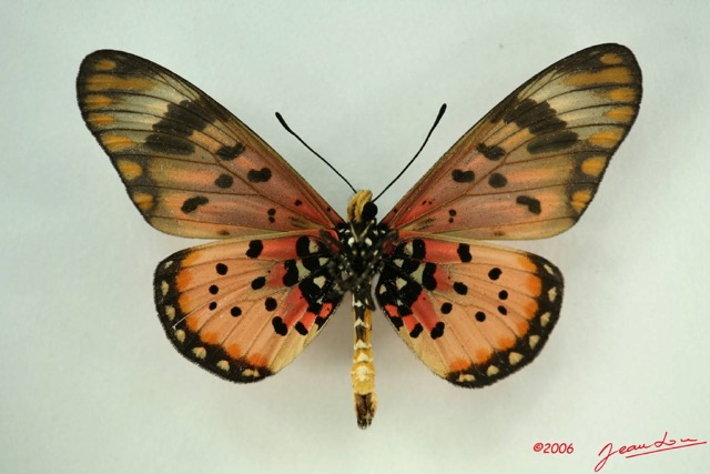 060 Lepidoptera (FV) Nymphalidae Heliconiinae Acraea zetes m IMG_3247WTMK.JPG