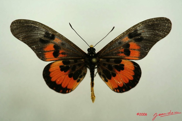 061 Lepidoptera (FD) Nymphalidae Heliconiinae Acraea perenna IMG_3109WTMK.JPG