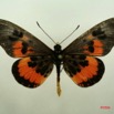 061 Lepidoptera (FD) Nymphalidae Heliconiinae Acraea perenna IMG_3109WTMK.JPG