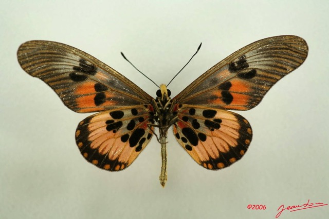 062 Lepidoptera (FV) Nymphalidae Heliconiinae Acraea perenna IMG_3112WTMK.JPG