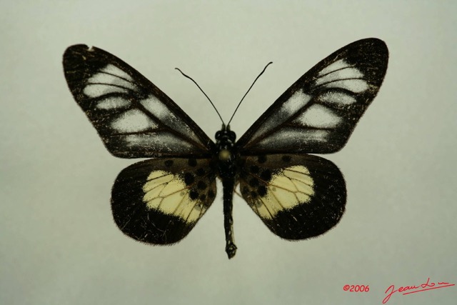 063 Lepidoptera (FD) Nymphalidae Heliconiinae Acraea seivonna IMG_3091WTMK.JPG