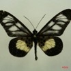 063 Lepidoptera (FD) Nymphalidae Heliconiinae Acraea seivonna IMG_3091WTMK.JPG