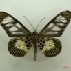 064 Lepidoptera (FV) Nymphalidae Heliconiinae Acraea seivonna IMG_3094WTMK.JPG