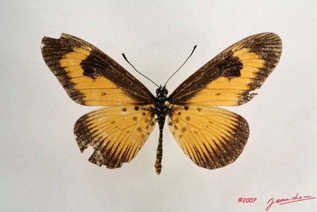 065 Lepidoptera (FD) Nymphalidae Heliconiinae Acraea alciope m IMG_4256WTMK.JPG