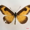 065 Lepidoptera (FD) Nymphalidae Heliconiinae Acraea alciope m IMG_4256WTMK.JPG