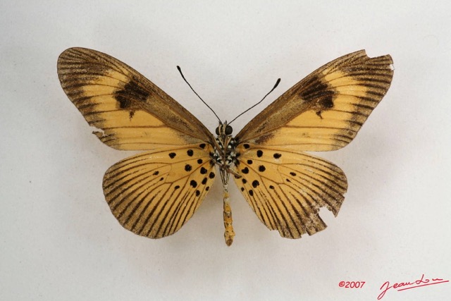 066 Lepidoptera (FV) Nymphalidae Heliconiinae Acraea alciope m IMG_4261WTMK.JPG