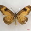 066 Lepidoptera (FV) Nymphalidae Heliconiinae Acraea alciope m IMG_4261WTMK.JPG