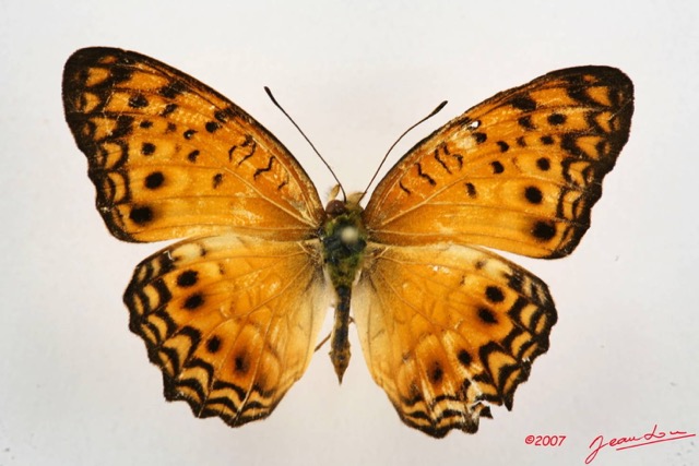 067 Lepidoptera (FD) Nymphalidae Heliconiinae Phallantha eurytis 7IMG_5046WTMK.JPG