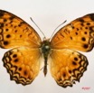 067 Lepidoptera (FD) Nymphalidae Heliconiinae Phallantha eurytis 7IMG_5046WTMK.JPG