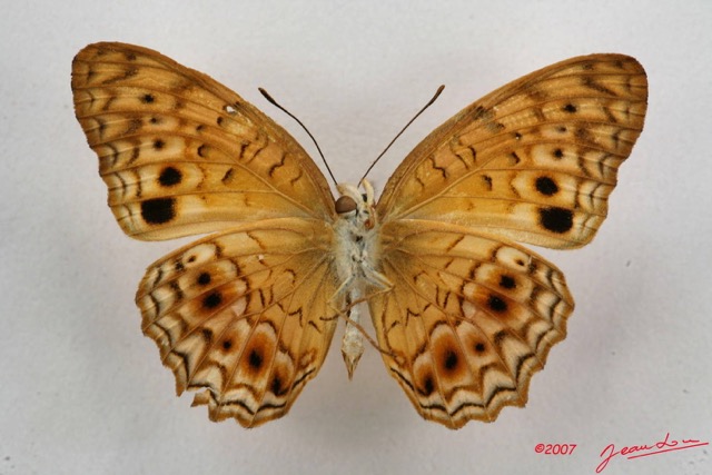 068 Lepidoptera (FV) Nymphalidae Heliconiinae Phallantha eurytis 7IMG_5048WTMK.JPG